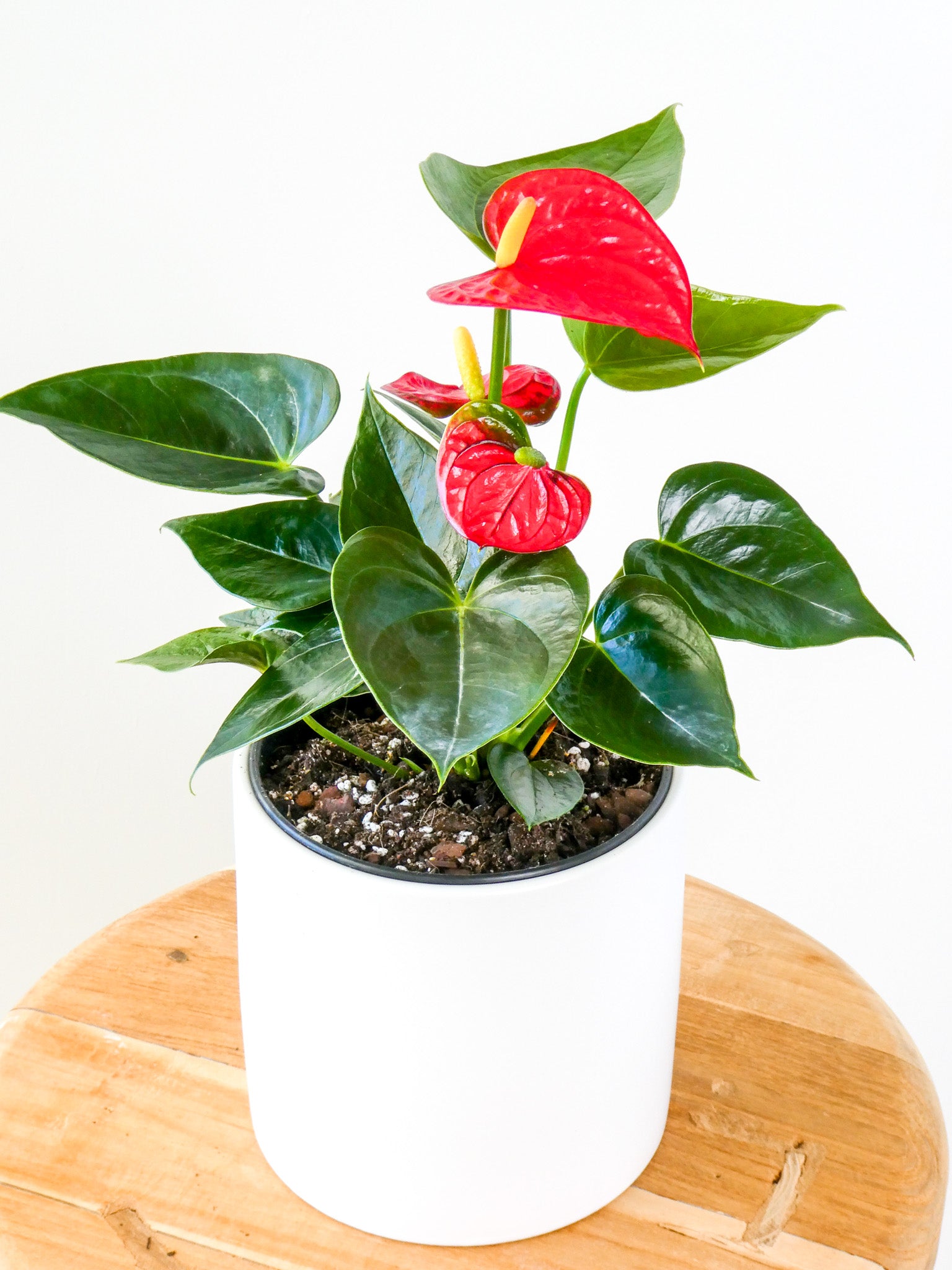 Anthurium