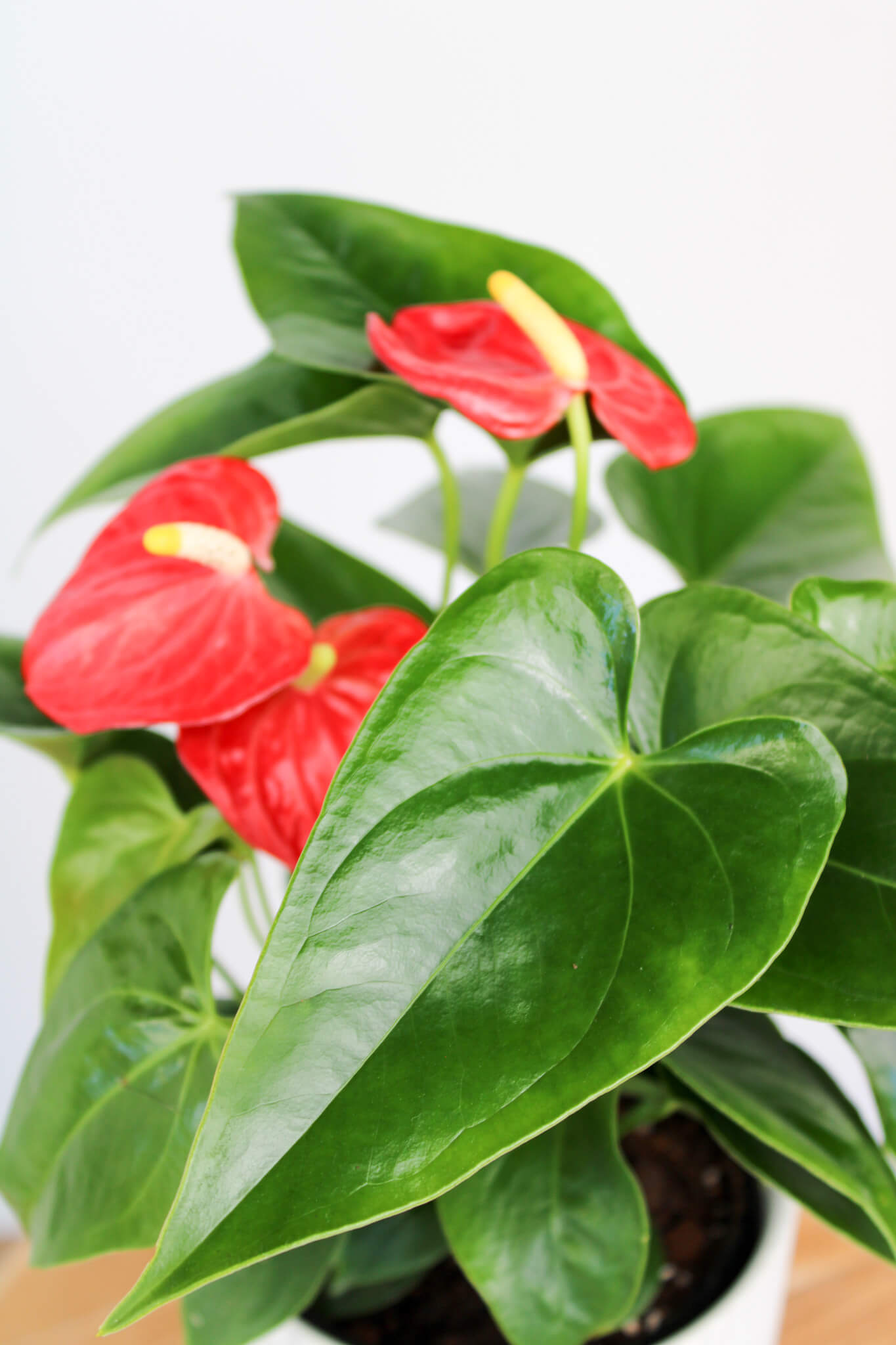 Anthurium