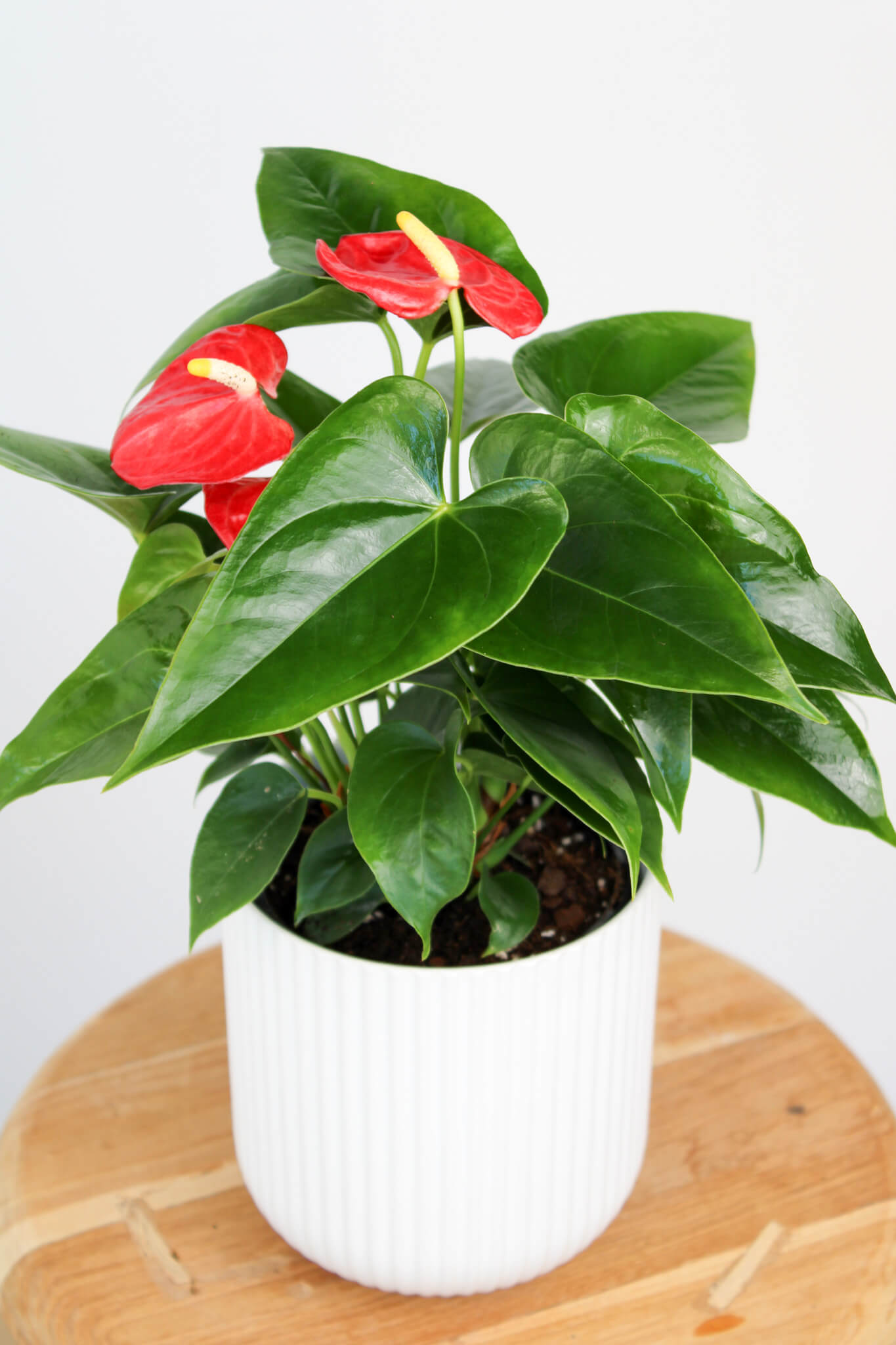 Anthurium