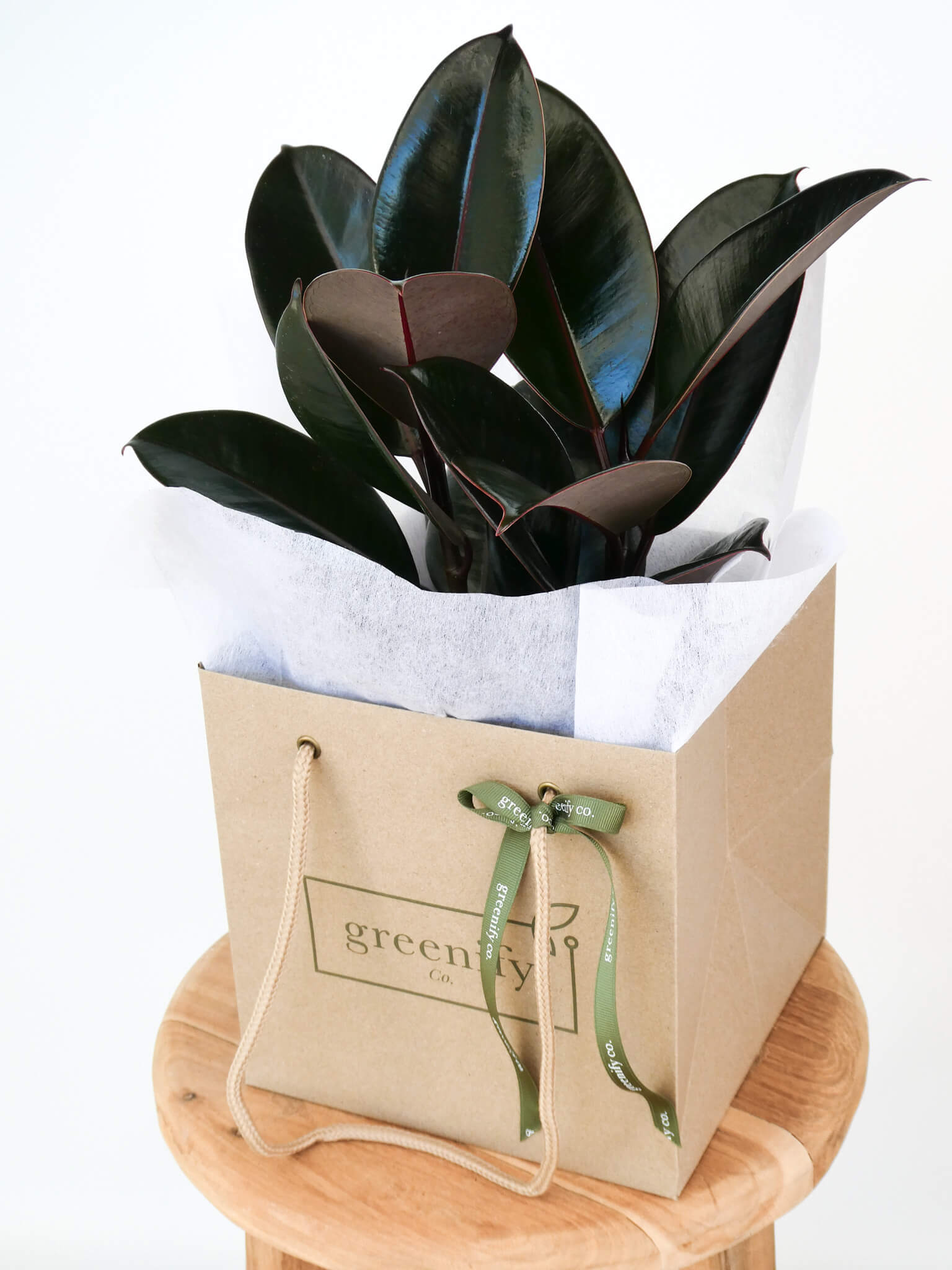 Rubber Plant in Greenify Co bag