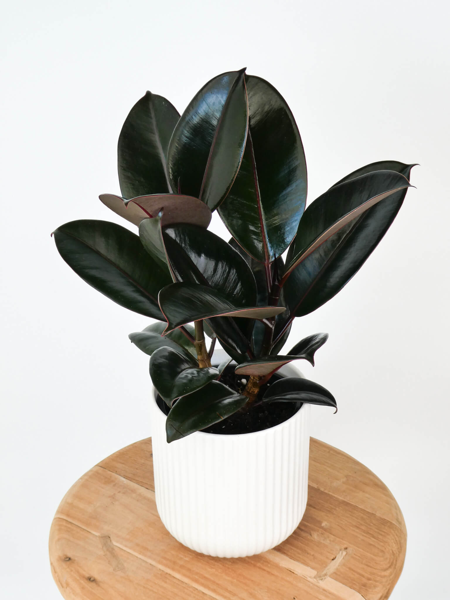 A rubber plant with glossy dark green to near-black leaves, potted in a white ribbed ceramic pot and displayed on a round wooden stool against a plain white background.