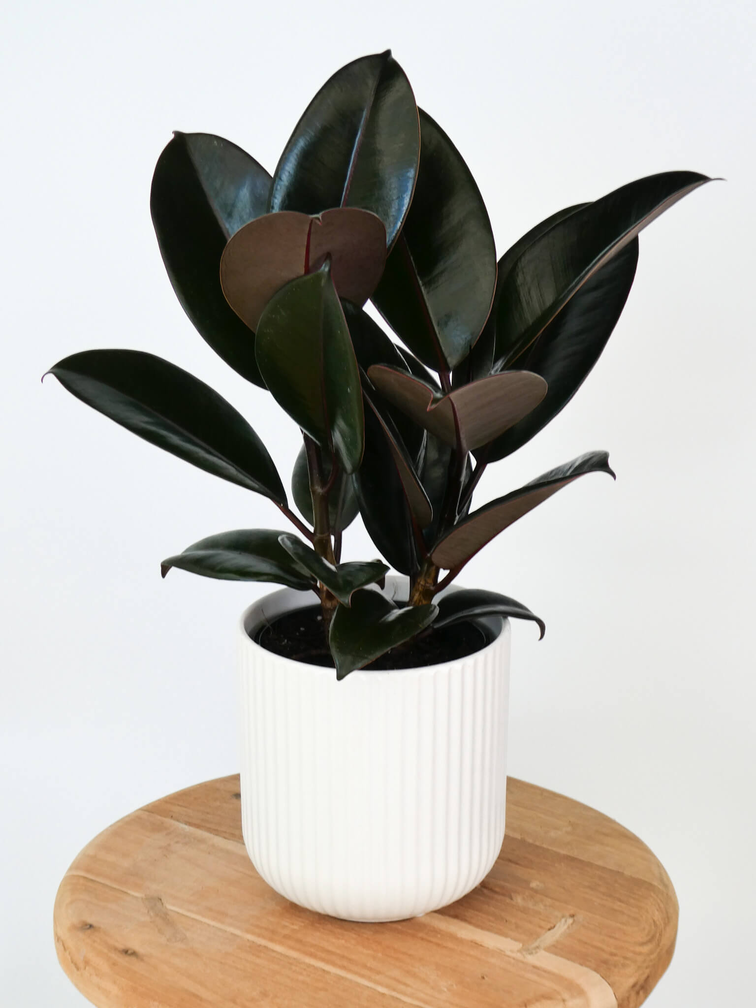 A dark rubber plant in a white ribbed ceramic pot, displayed on a round wooden stool against a clean white background.