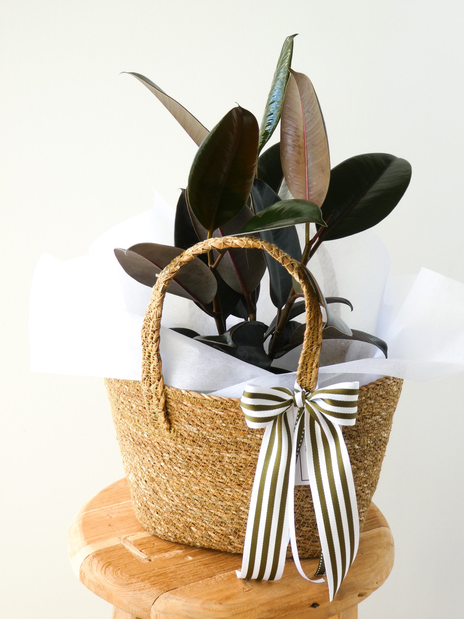 Rubber Plant