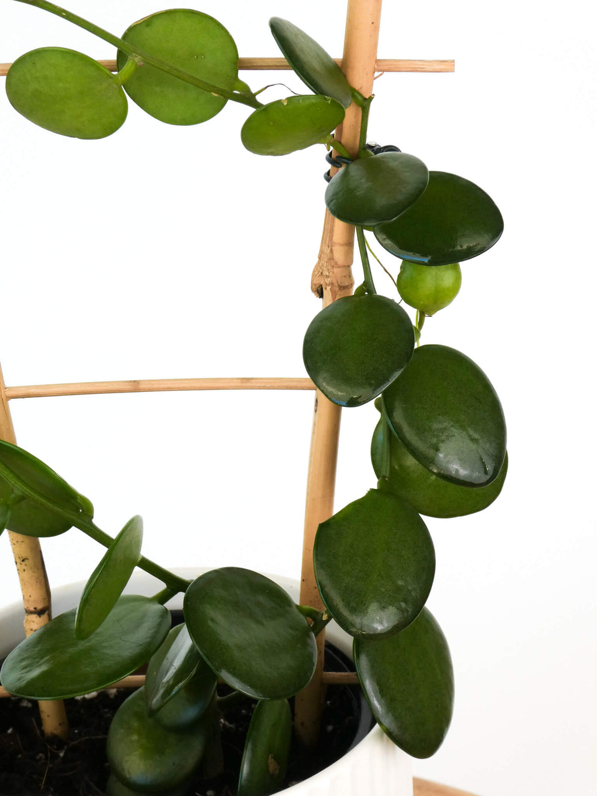 A close-up of a silver Dollar vine houseplant with thick oval leaves, growing along a bamboo trellis against a white background.