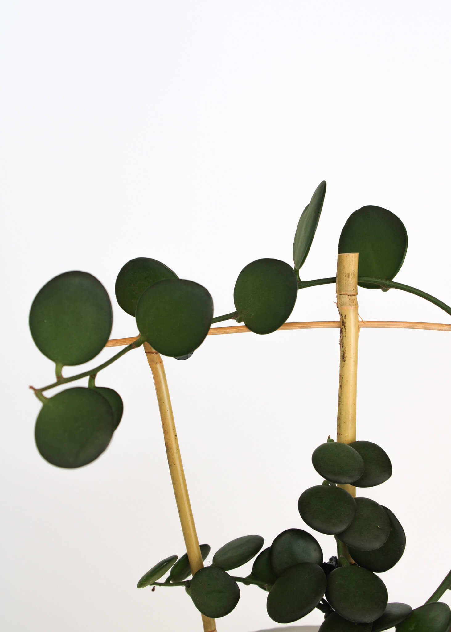 Silver Dollar Vine 🌿 Rare / Collectors