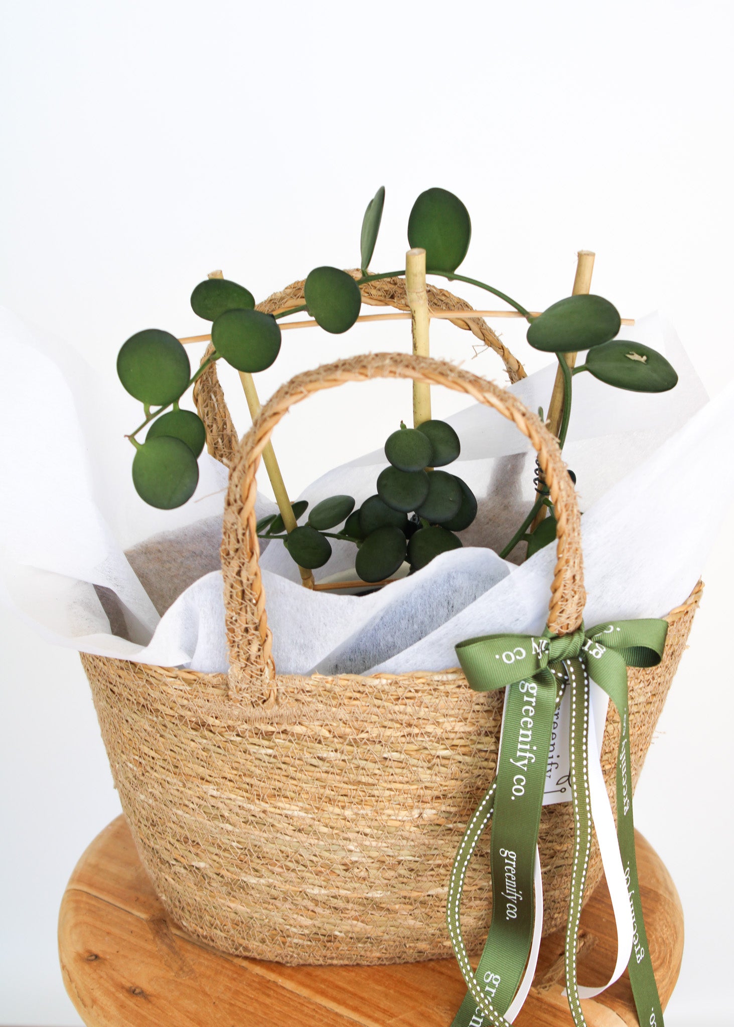 Silver Dollar Vine 🌿 Rare / Collectors