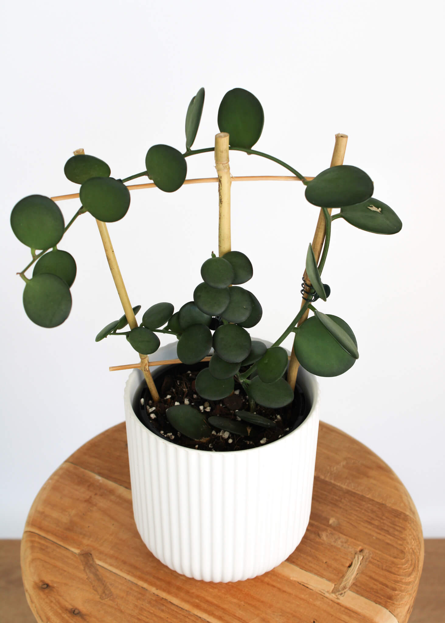 Silver Dollar Vine 🌿 Rare / Collectors