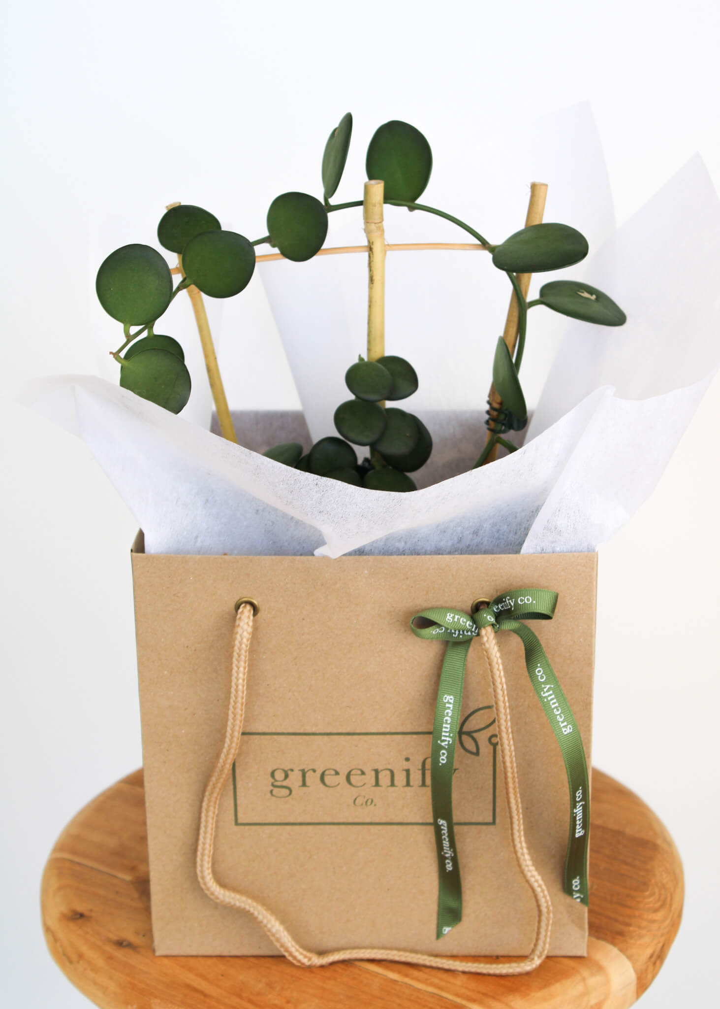 Silver Dollar Vine 🌿 Rare / Collectors