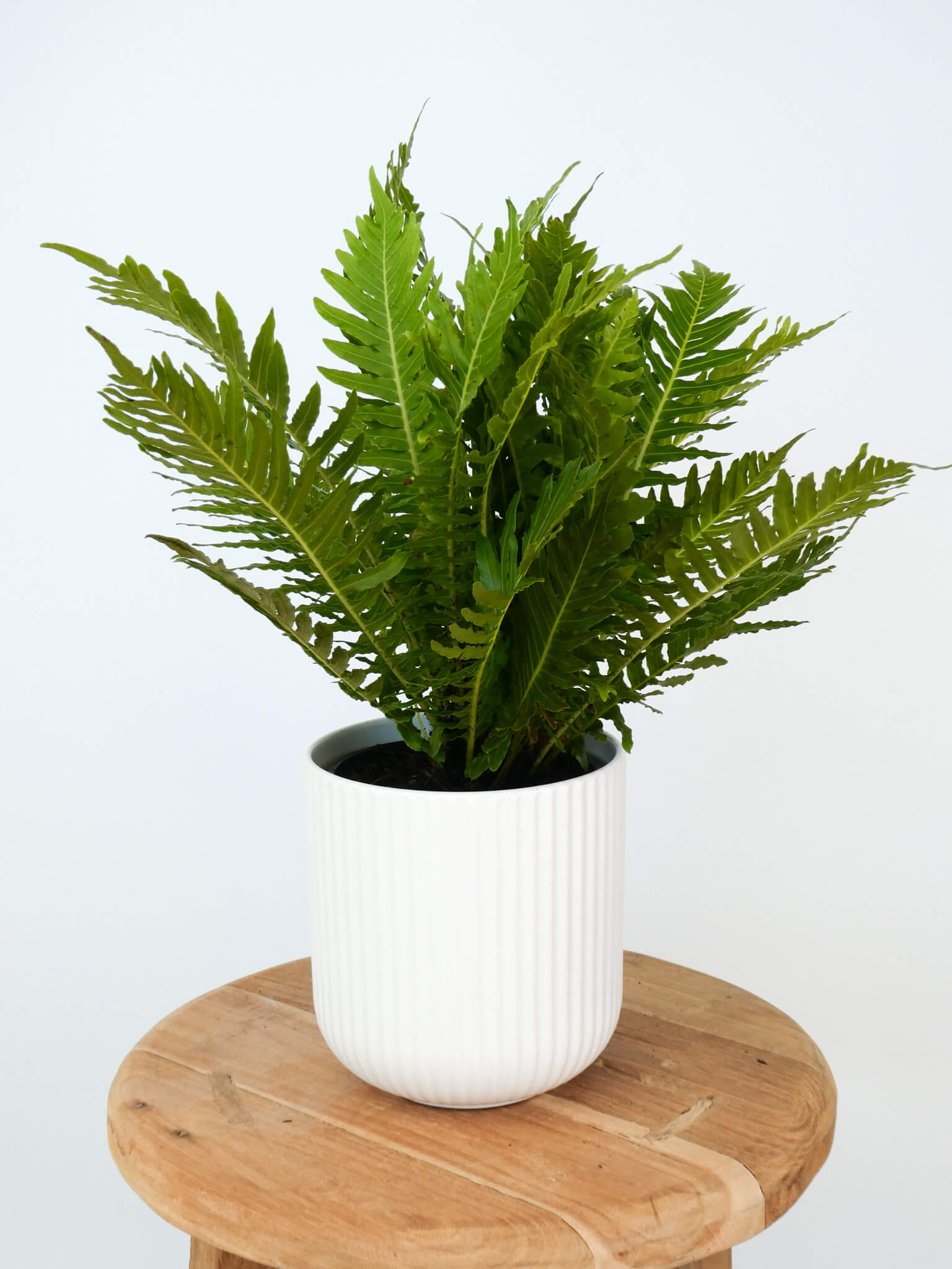 A green fern plant in a white ribbed ceramic pot, displayed on a round wooden stool against a plain white background.
