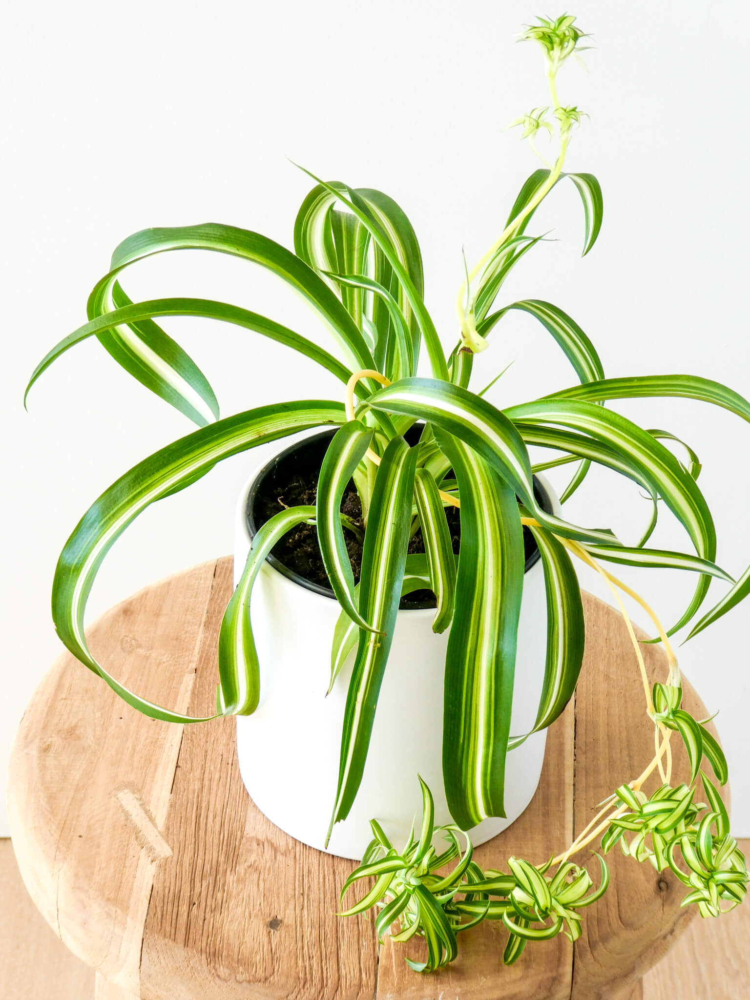 Spider Plant