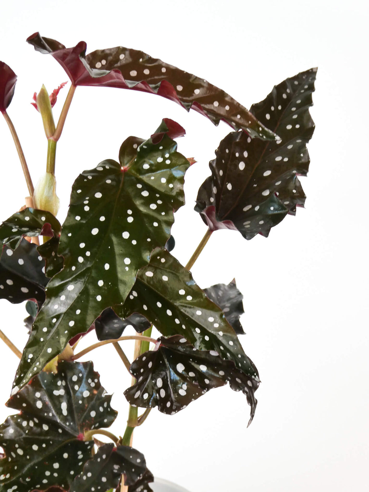 Close-up of a Begonia plant with dark green to nearly black leaves covered in white spots, showing reddish-purple undersides and stems against a plain white background.