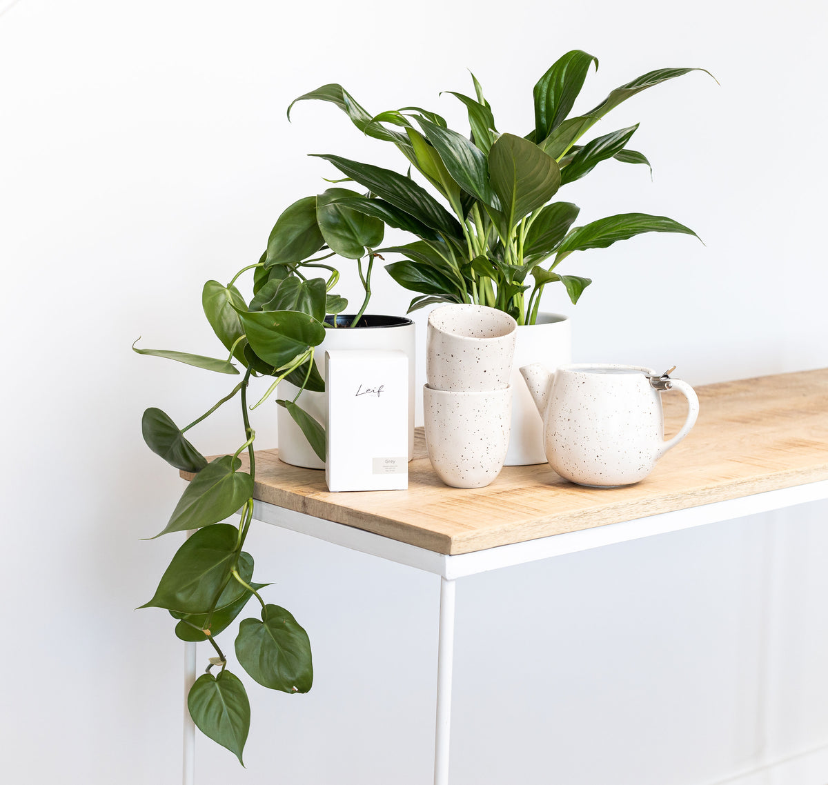 Indoor Plant and Gift Delivery Perth Greenify Co.
