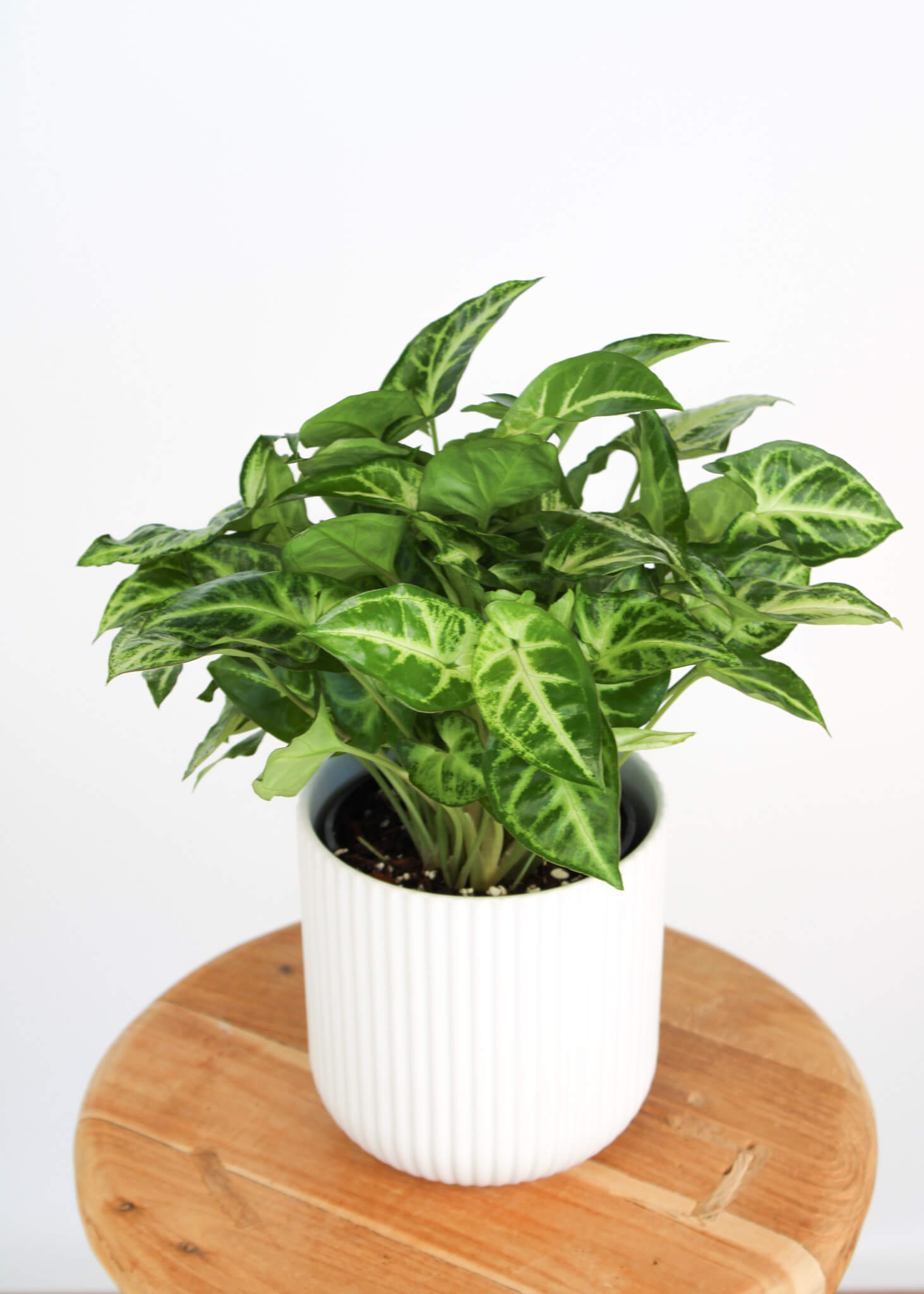 Syngonium