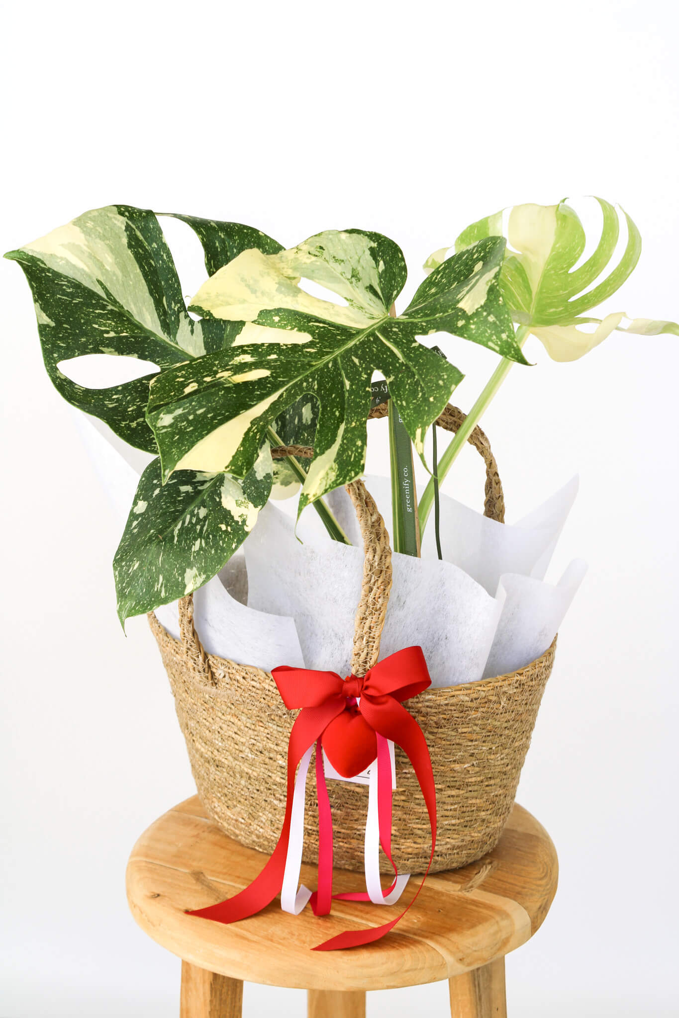 Thai Monstera Basket