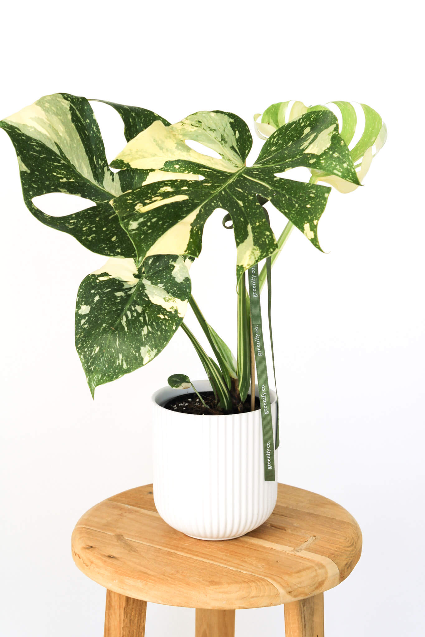 Thai Monstera Basket
