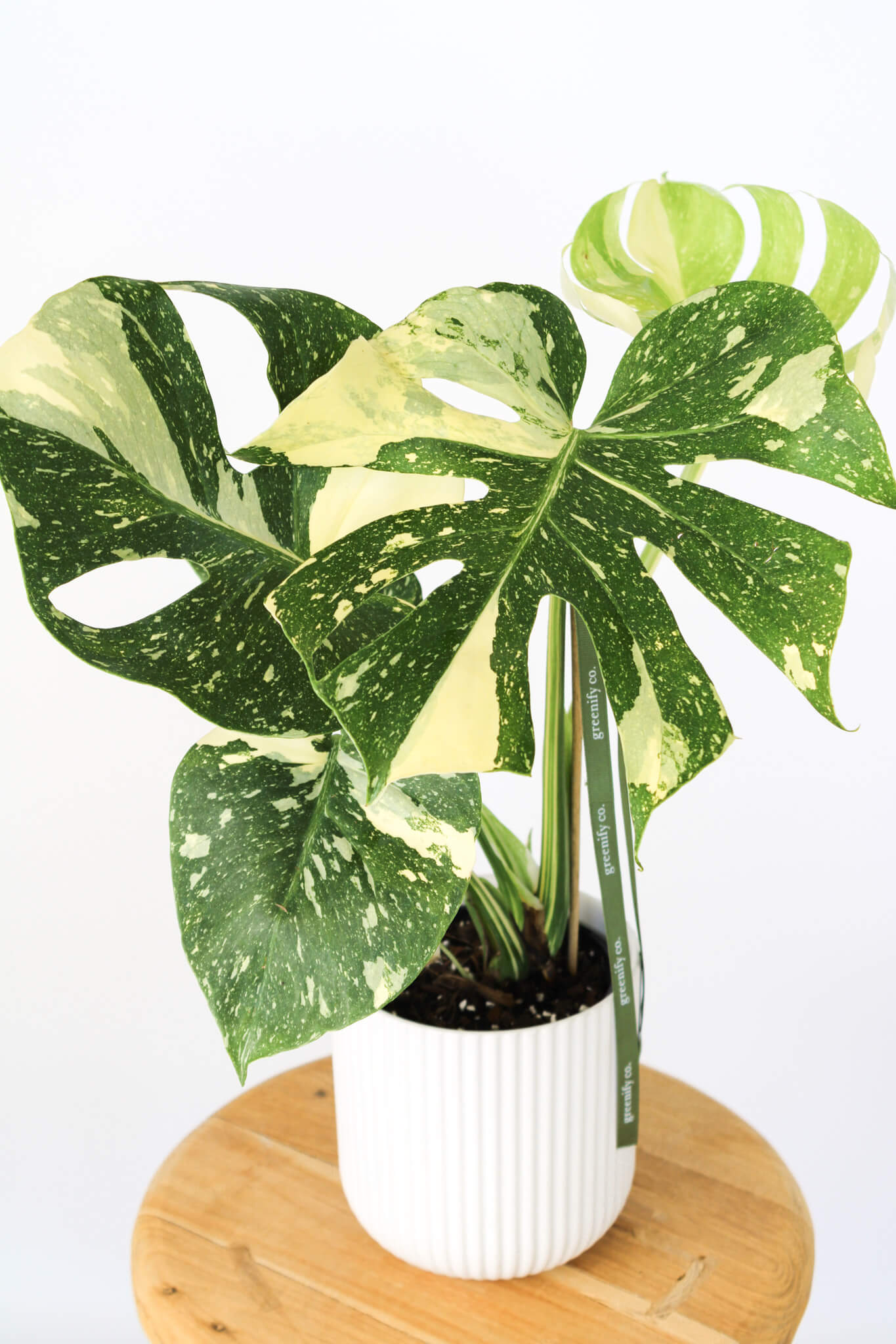 Thai Monstera Basket