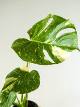 Load image into Gallery viewer, Close Up Variegated Monstera Foliage