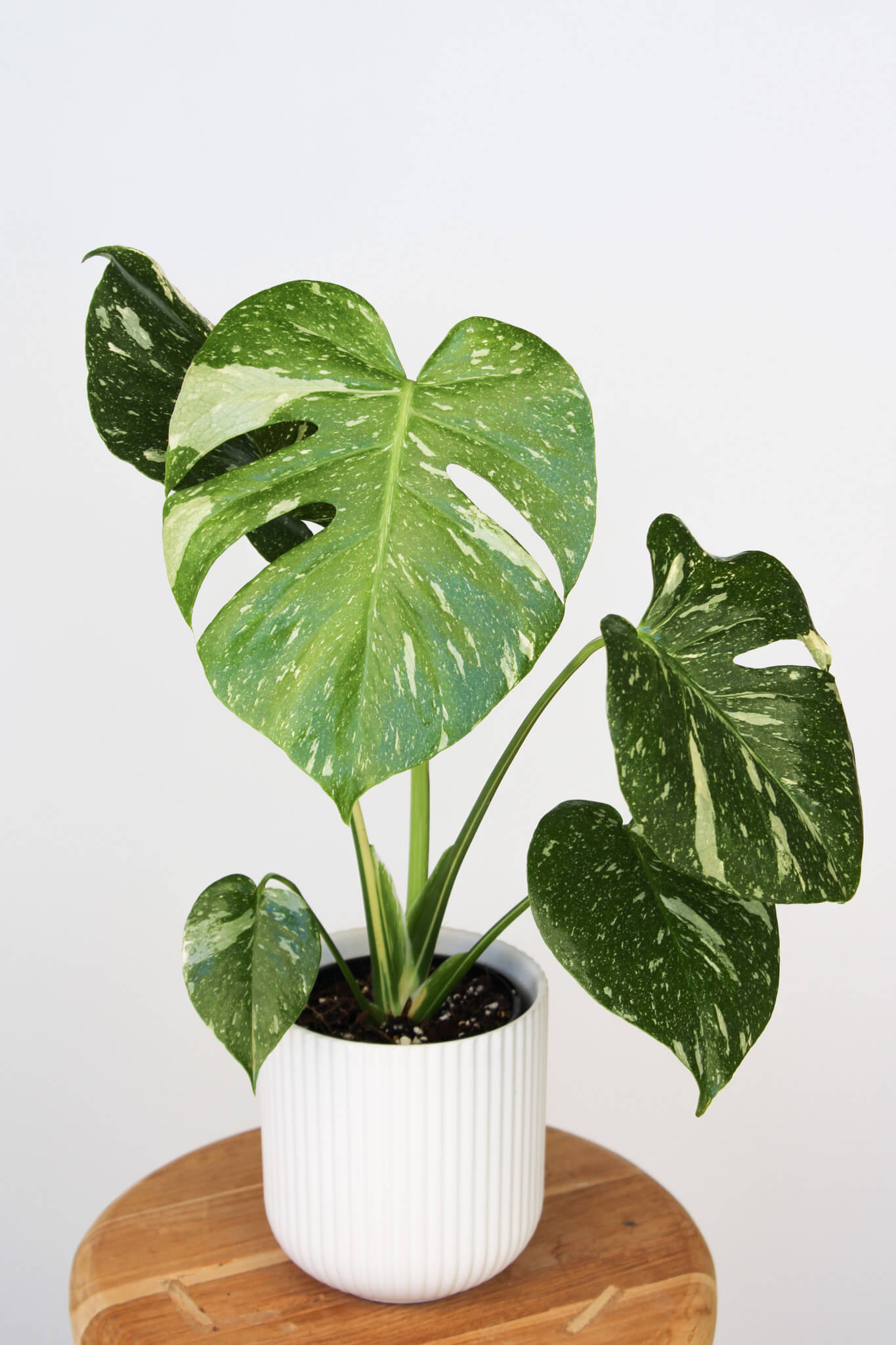 Monstera Thai Constellation 🌿 Limited