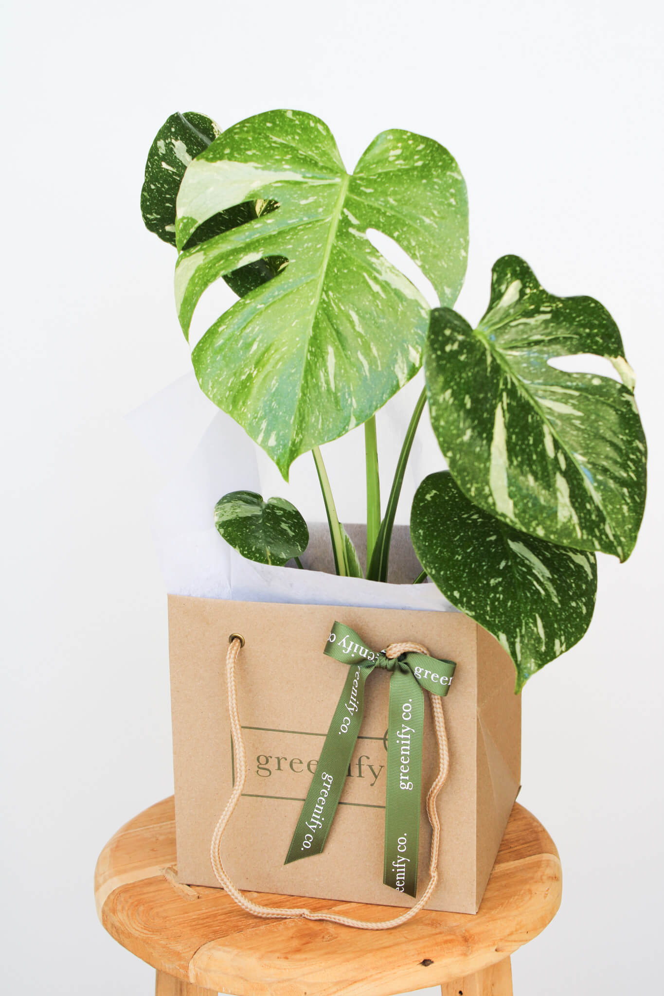 Monstera Thai Constellation 🌿 Limited