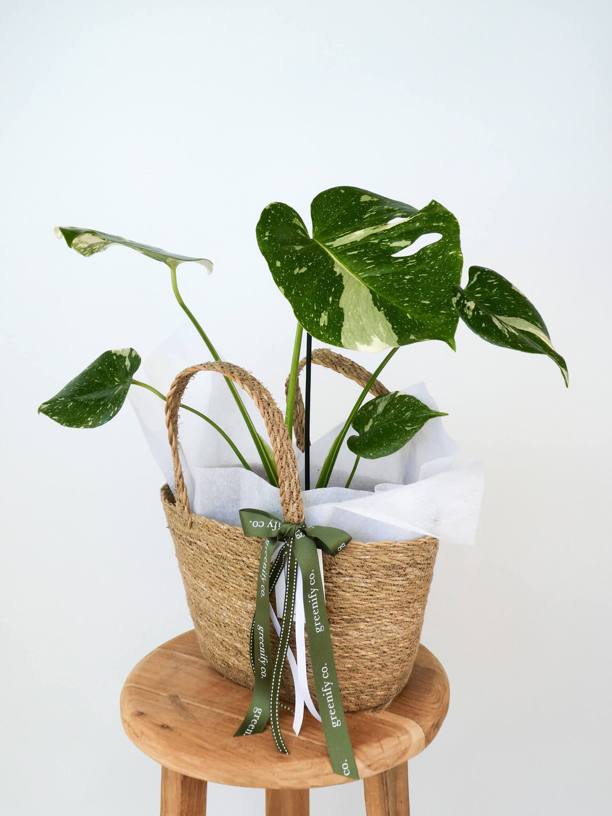 A potted variegated monstera plant in a woven straw basket with white tissue paper and a green ribbon, displayed on a round wooden stool against a plain white background.