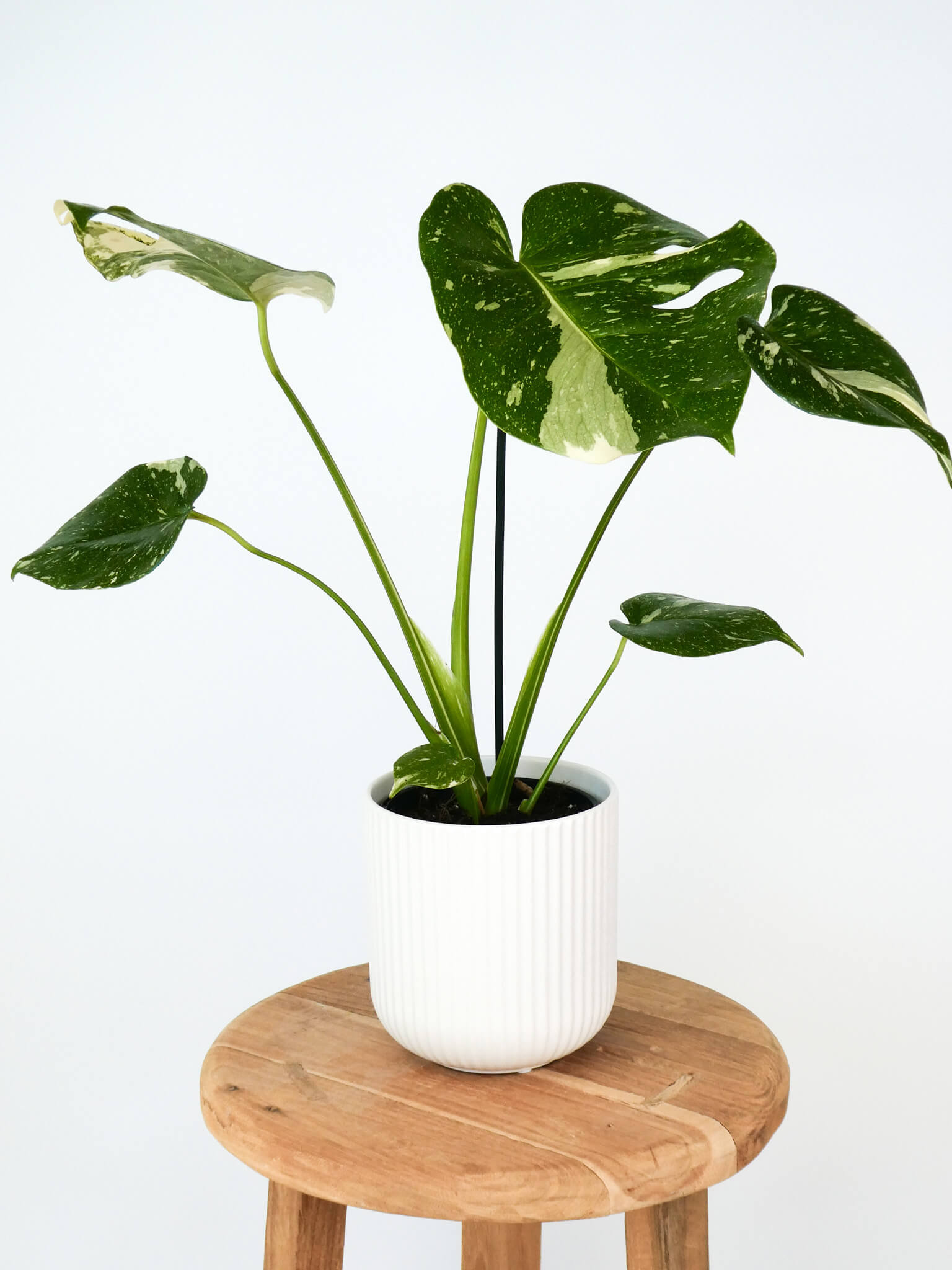 A potted monstera plant with variegated green and white leaves, sitting in a white ribbed ceramic pot on a round wooden stool against a plain white background.