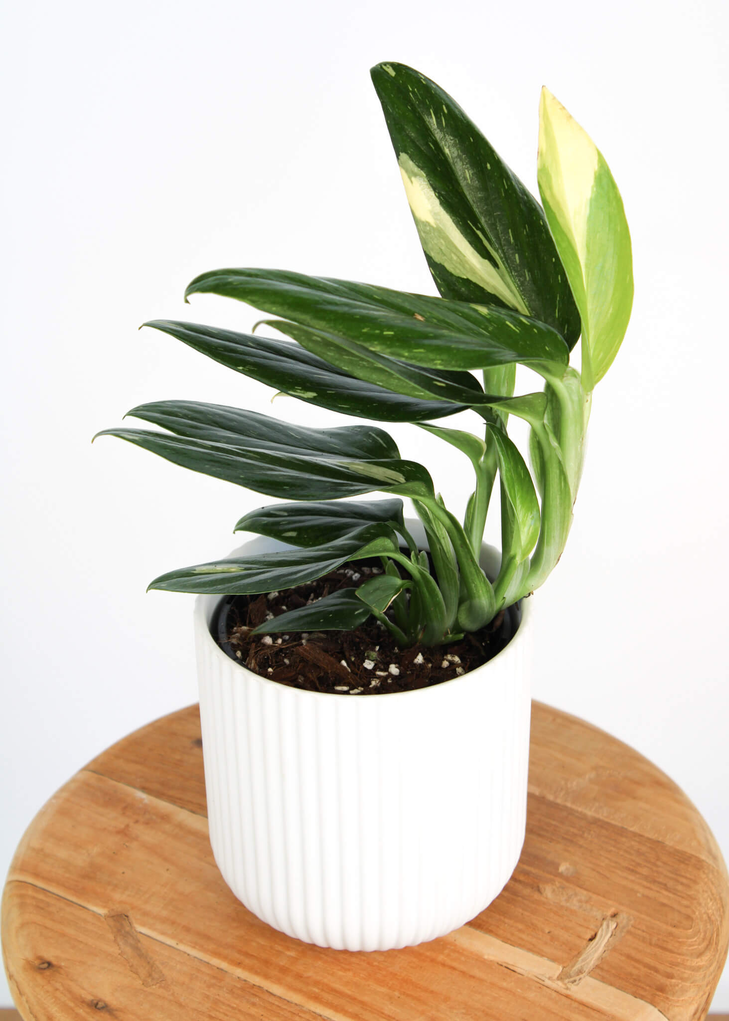 Variegated Monstera Standleyana | Plant Delivery in Perth