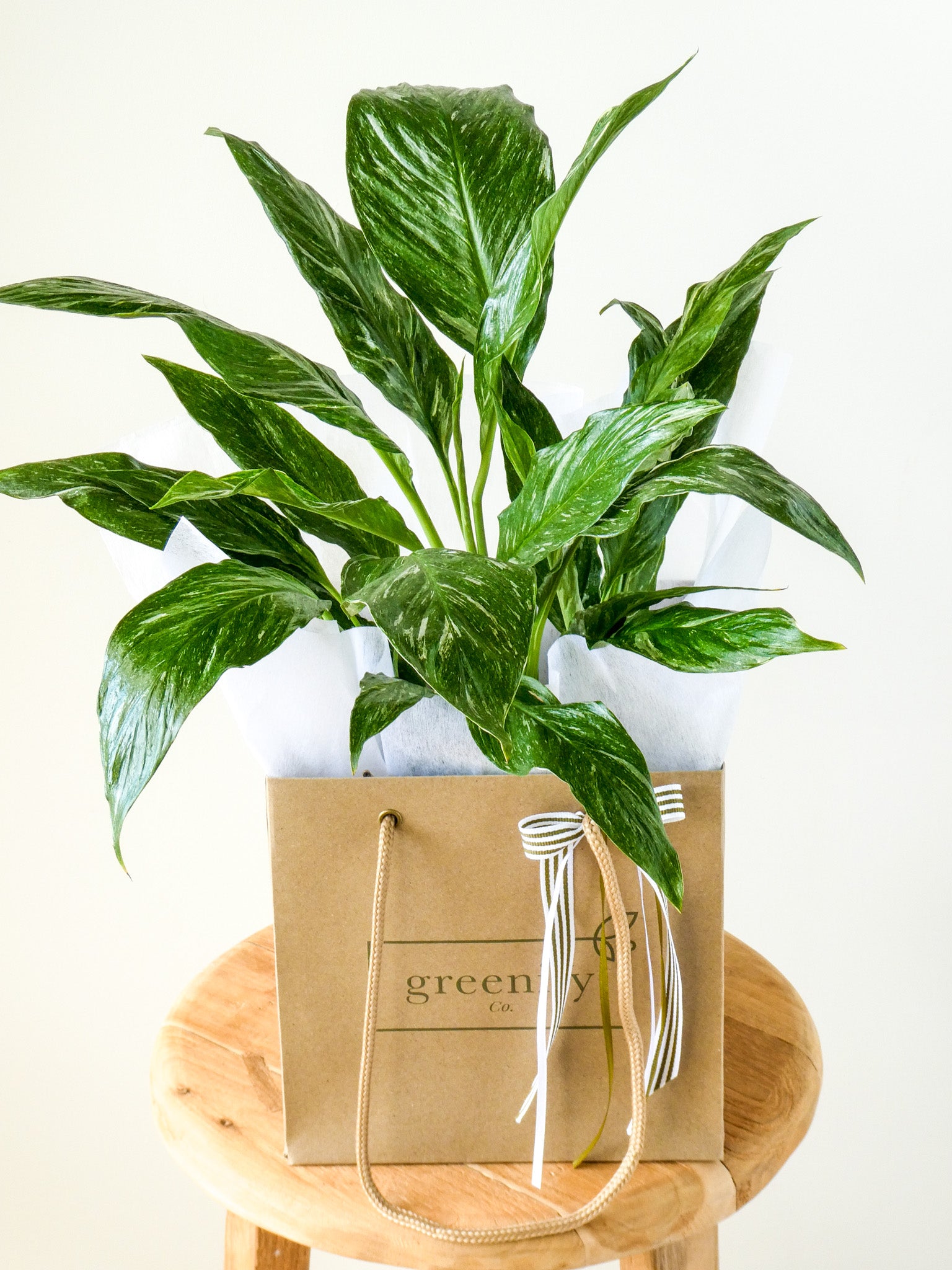 Domino Peace Lily