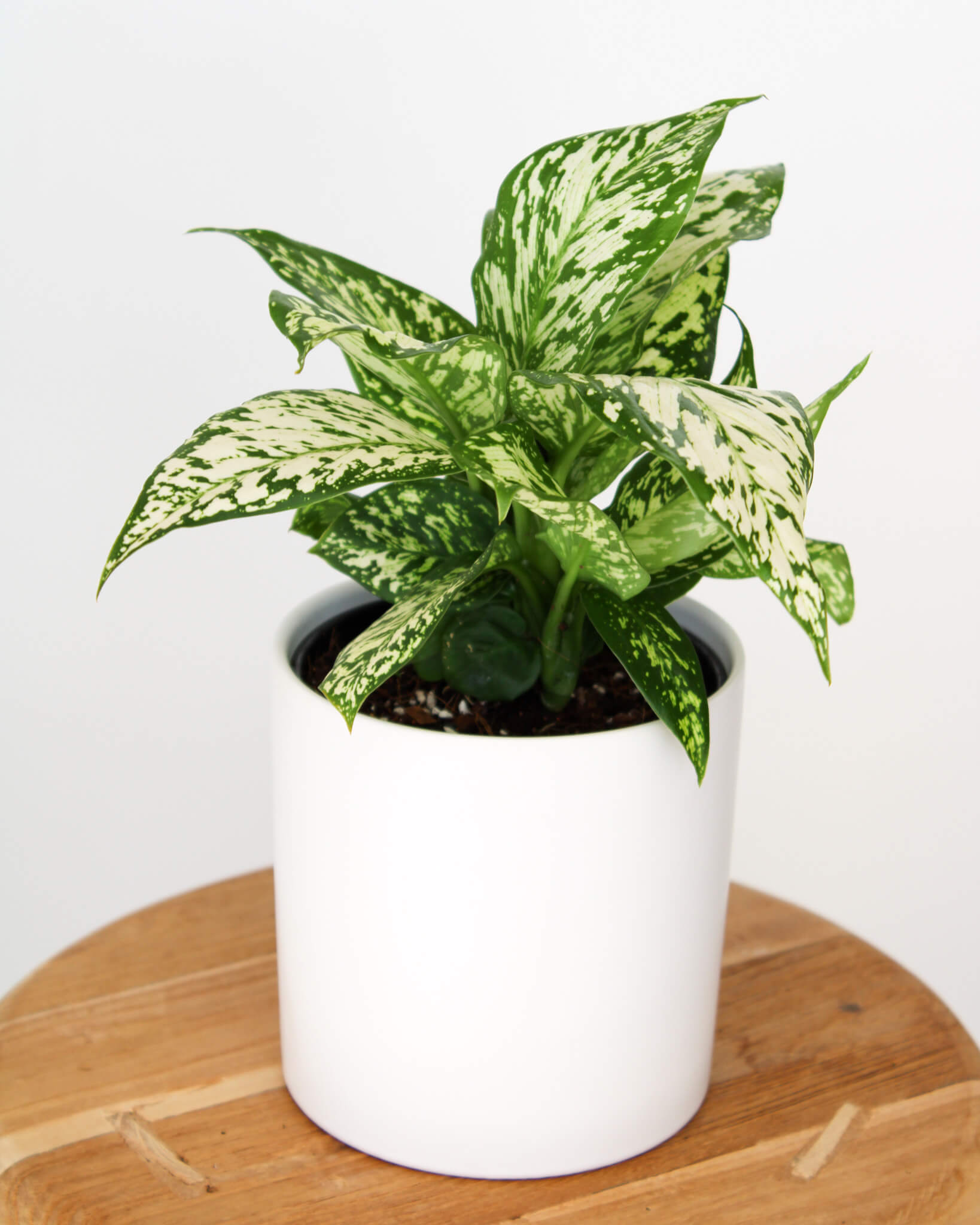 Dieffenbachia White Blizzard