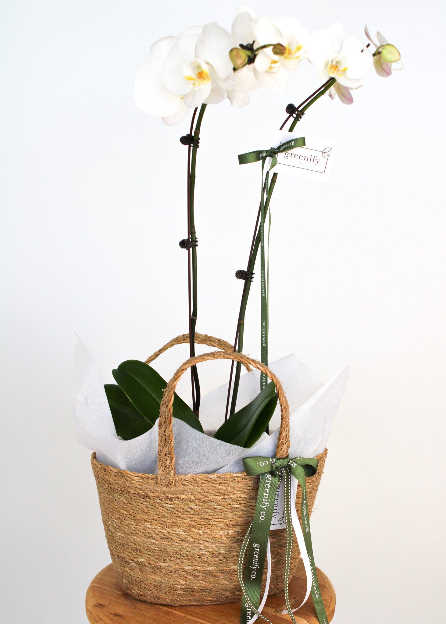 Orchid - Double