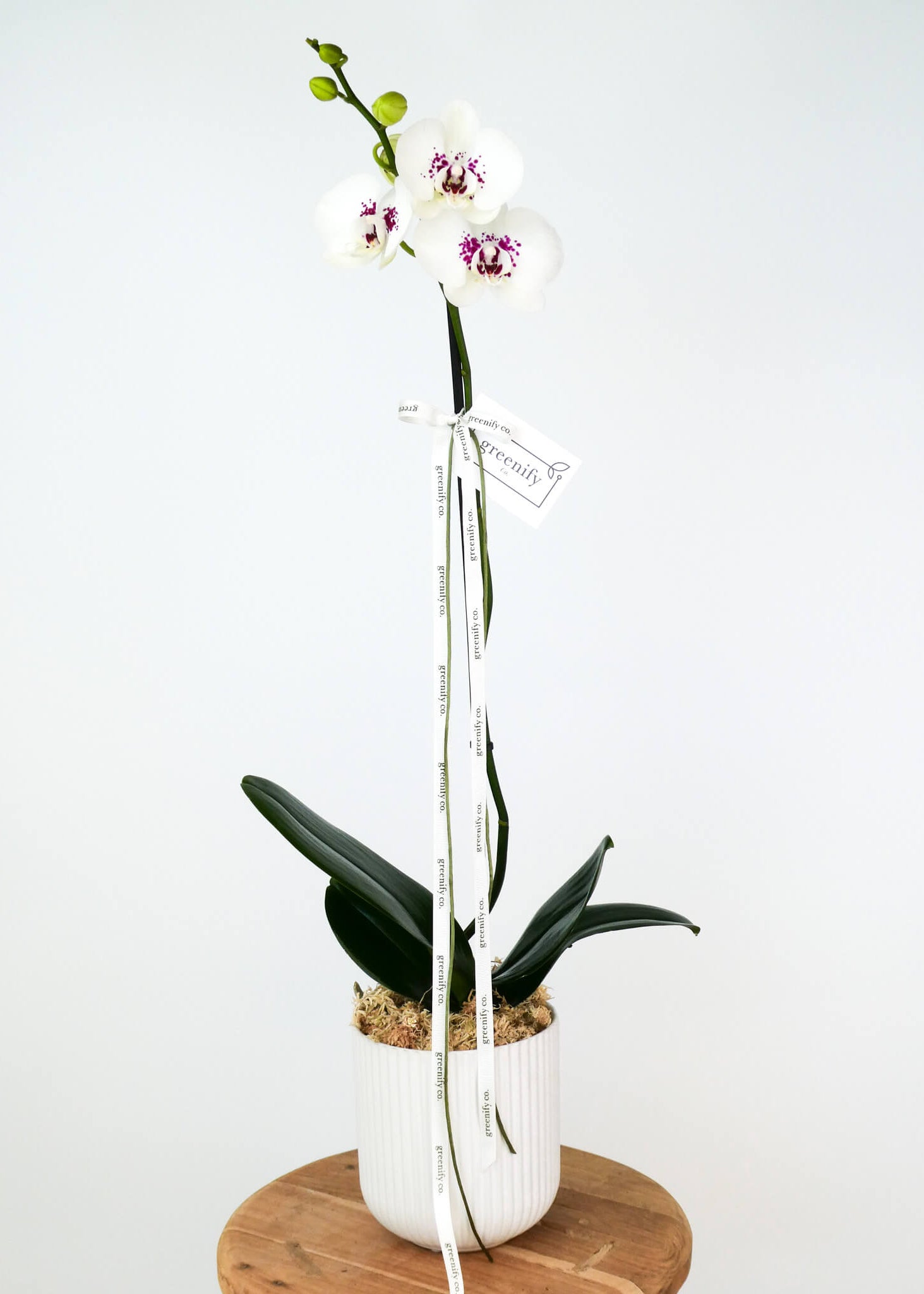 A potted white orchid with three blooms, displayed on a small round wooden stool against a plain white background. The orchid has dark green leaves, white petals, and purple centers, and is in a white ribbed pot with a hanging tag and ribbon.