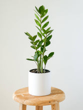 Load image into Gallery viewer, ZZ Plant in White Pot, Greenify Co.