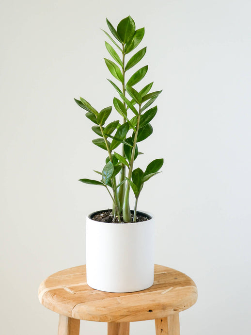 ZZ Plant in White Pot, Greenify Co.