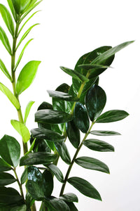 Leaves of ZZ Plant