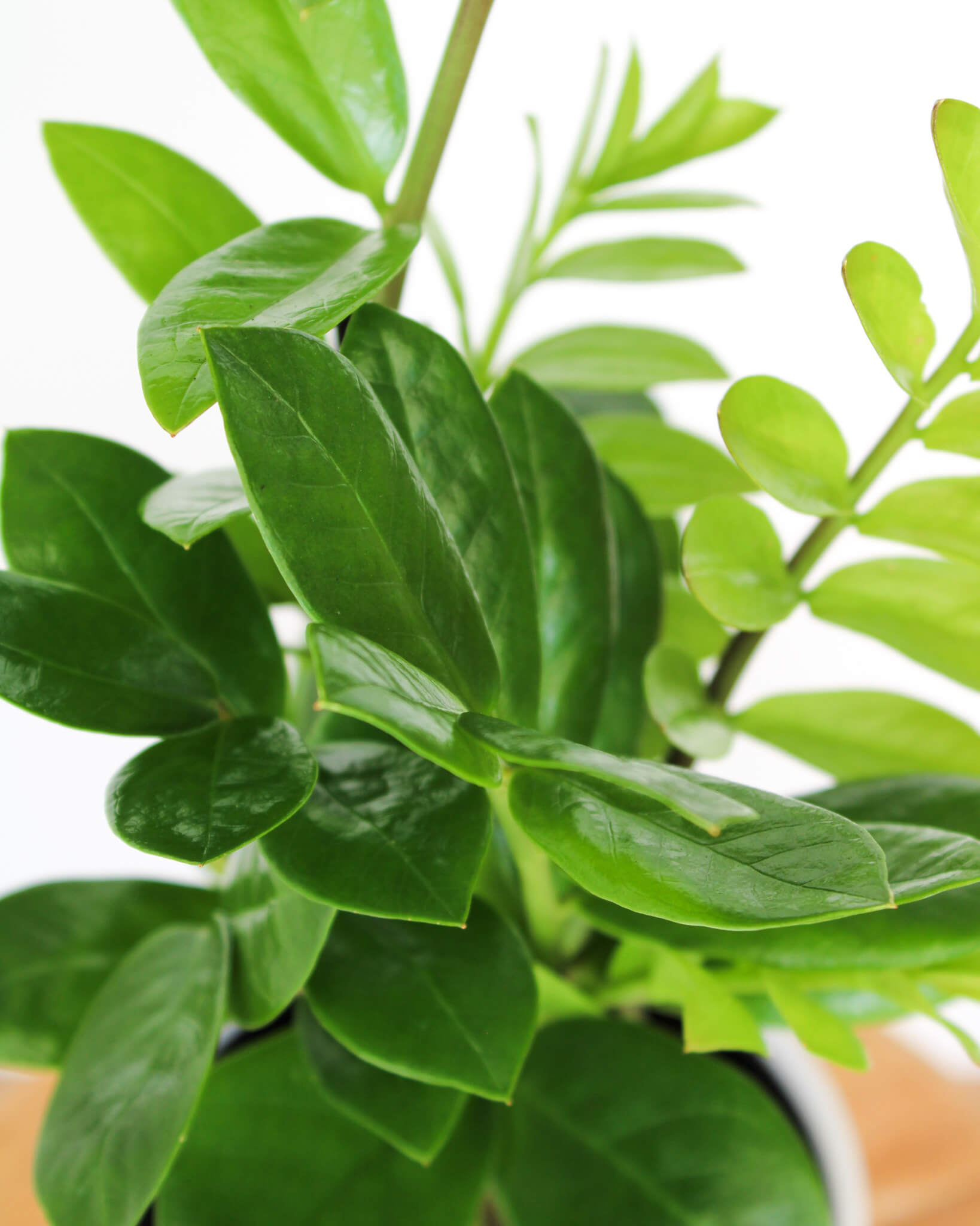 ZZ Plant