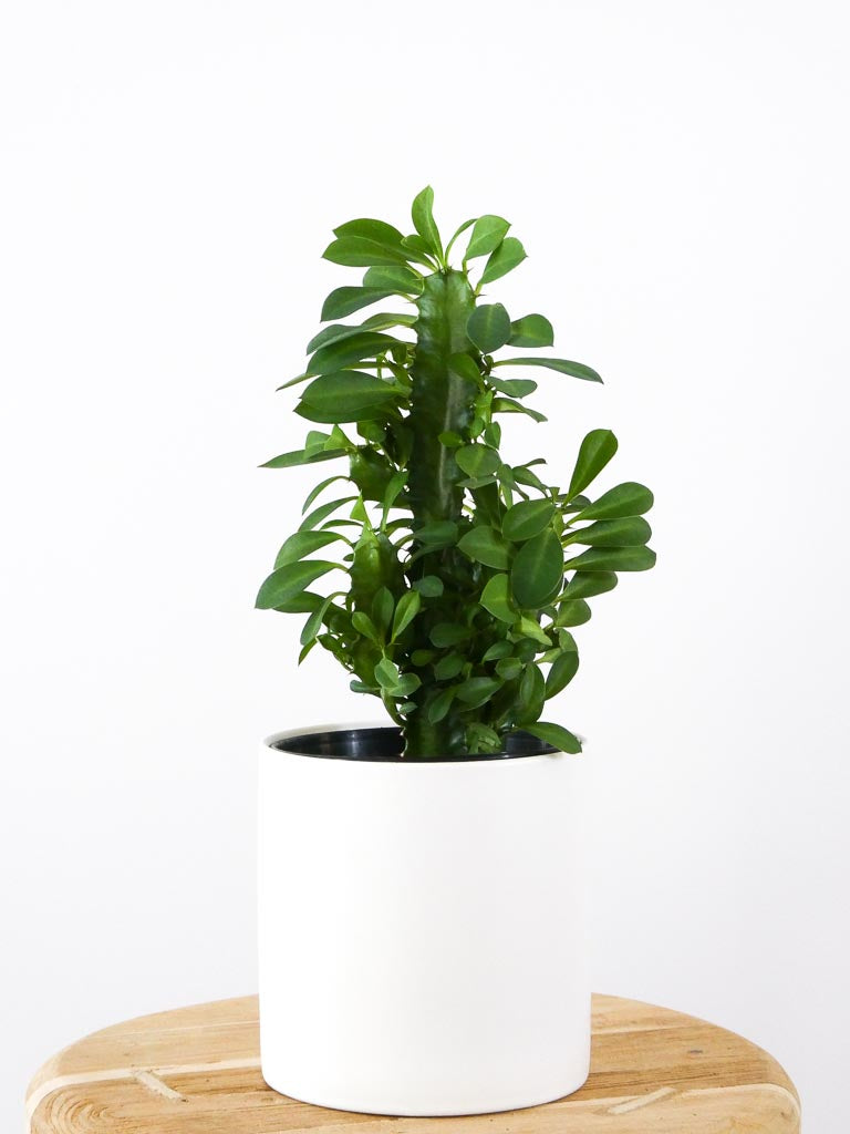 Small African Milk Tree Euphorbia  Houseplant in white pot