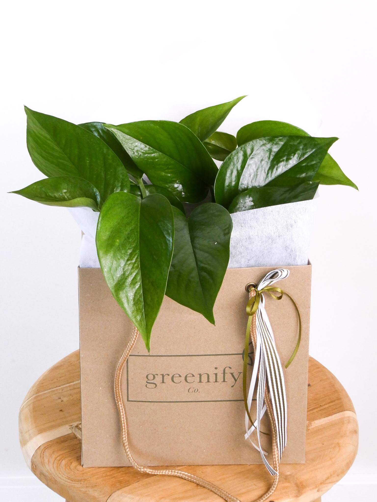 Green Dragon Plant in Greenify Co Gift Bag