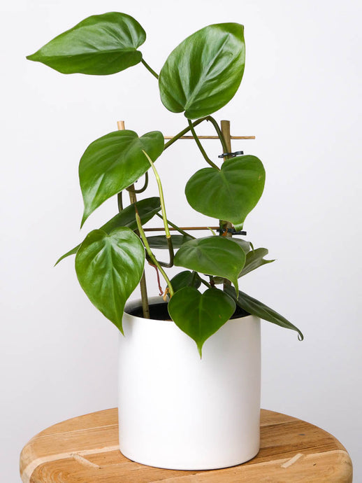 Valentine's Day Gift Ideas Valentine's Plant & Gift Delivery Perth