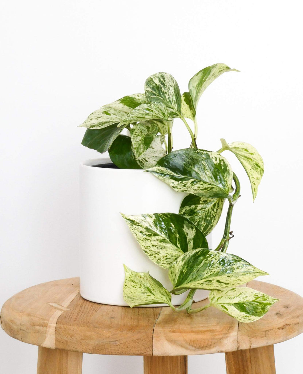 Marble Queen Pothos Perth Plant Gift Delivery Same Day Greenify Co.