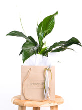 Load image into Gallery viewer, Peace Lily Plant in Greenify Co. Bag
