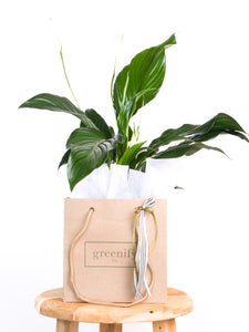 Peace Lily Plant in Greenify Co. Bag