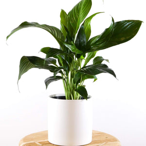 Peace Lily Plant in White Ceramic Pot, Greenify Co.