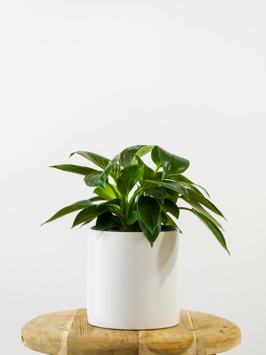 Philodendron Birkin Same Day Plant Gift delivery Perth Greenify Co
