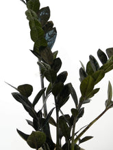 Load image into Gallery viewer, Black Zz Plant Foliage, Greenify Co Perth