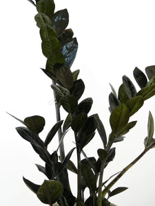 Black Zz Plant Foliage, Greenify Co Perth