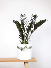 Load image into Gallery viewer, Raven, Black ZZ Plant in White Pot on bench