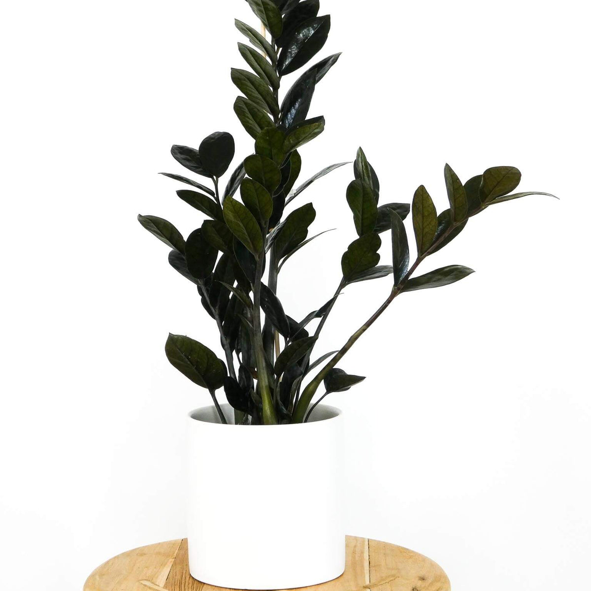 buy zz plant perth Raven ZZ | Perth's Best Plant Delivery | Same Day Service