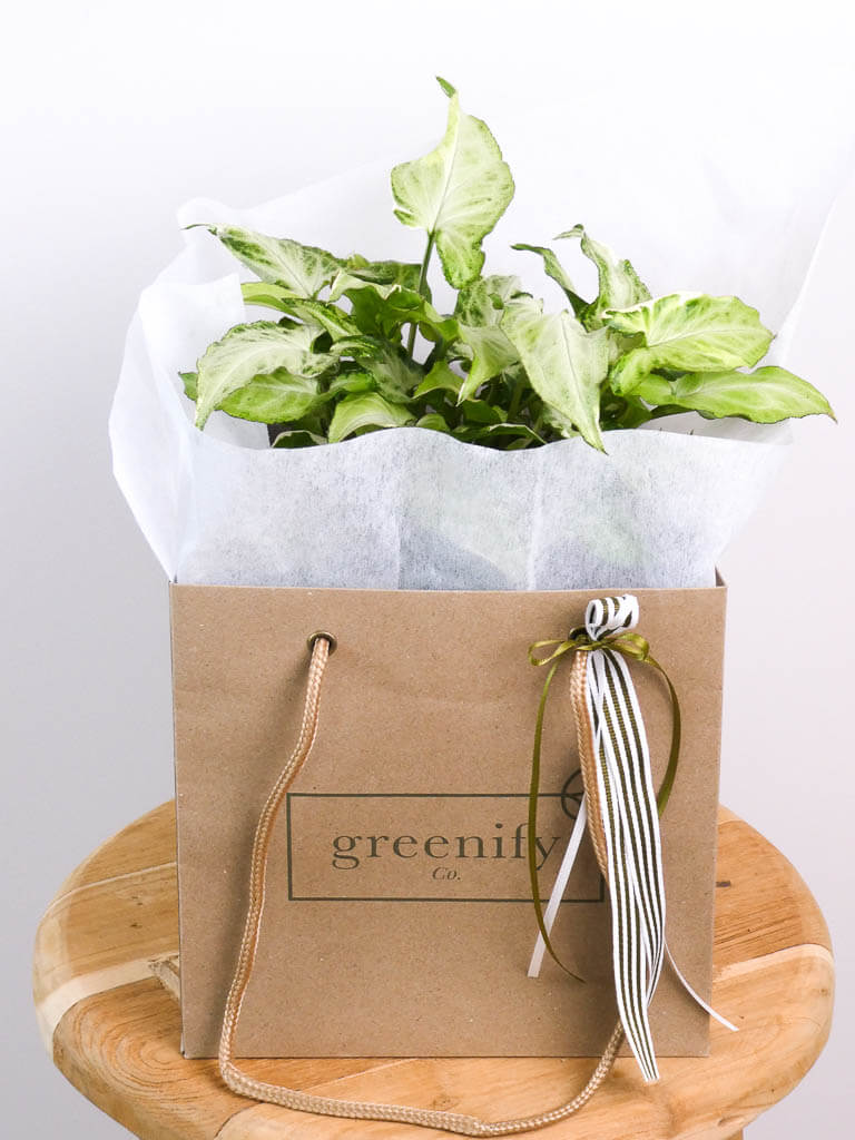 Zebrina Syngonium in Greenify Co Gift Bag 